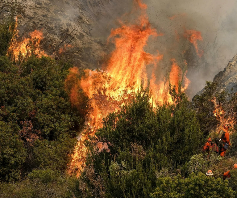 Brandbeveiliging in de bosbouw